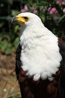 Adler
