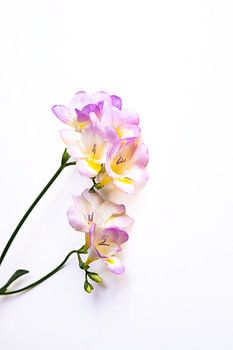 Nie aus der Mode gekommen