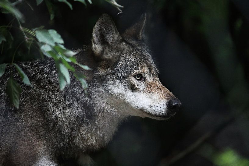 Mother of the Wolfs by Rijza Hofstede