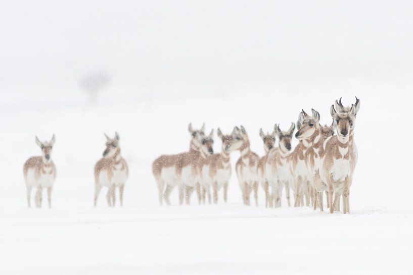 Gabelböcke / Gabelantilopen ( Antilocapra americana ) im Winter van wunderbare Erde
