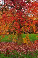 Herfst sfeer