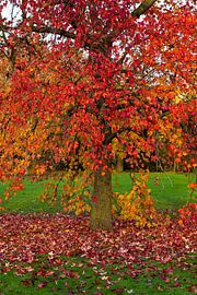 Autumn atmosphere by Joachim Neumann