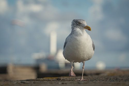 Seagull by Ralf Hickmann