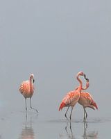Flamingos in the mist