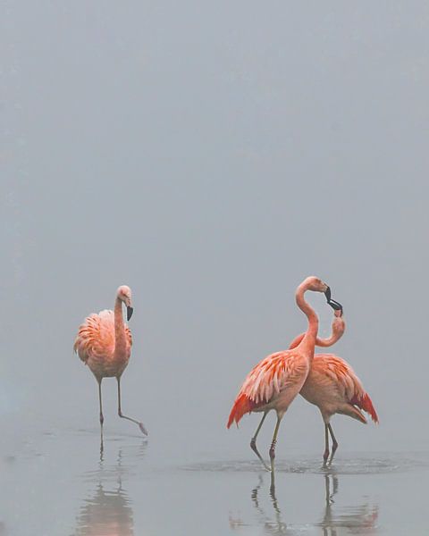Flamingos in the mist by Jolanda Stam