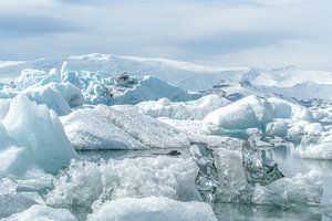 Seal swimming between icebergs and floes in Iceland