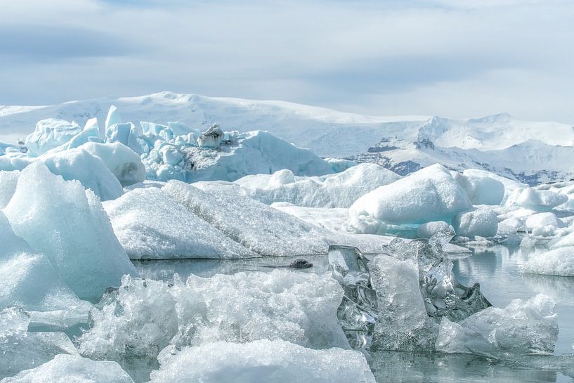 Zeehond zwemmend tussen ijsbergen en ijschotsen in IJsland van Leon Brouwer