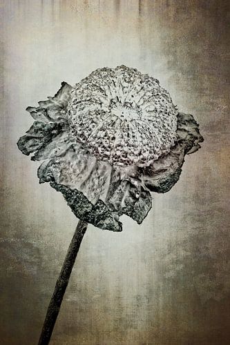 kaasjeskruid - Malva