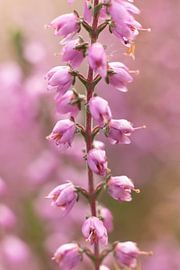 nature photo of heather flowers | fine art macro photography by Karijn | Fine art Natuur en Reis Fotografie