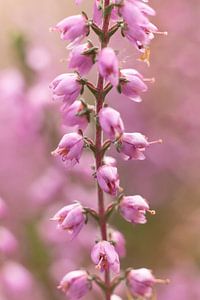 Naturfoto von Heidekrautblüten | Makrofotografie von Karijn | Fine art Natuur en Reis Fotografie