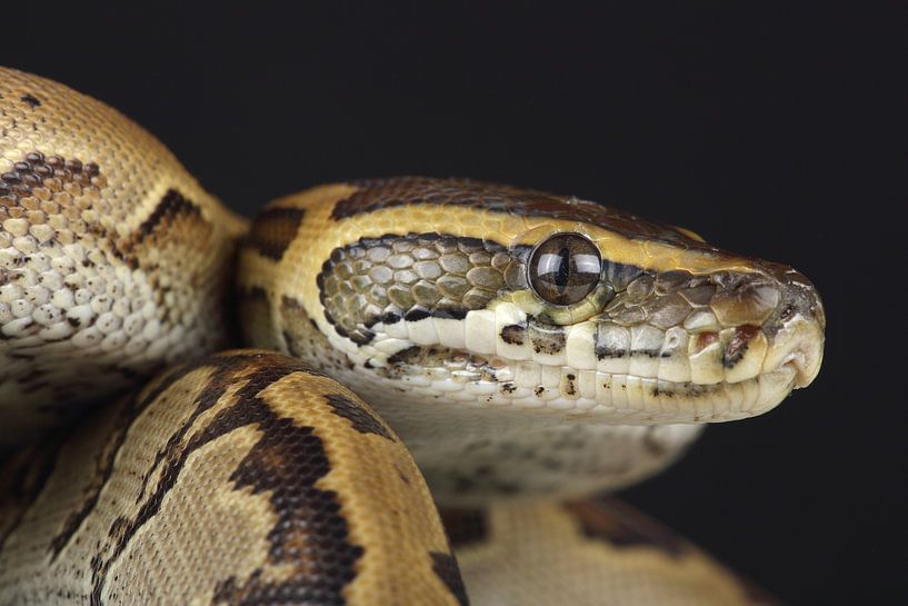 Felsenpython (Python sebae) von Ronald Pol