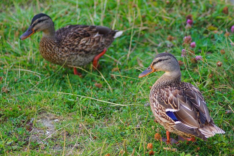 Stockente auf der Wiese von Babetts Bildergalerie