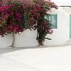 Wit huis en blauwe deuren met een bougainvillea | reisfotografie print | Paros Cycladen Griekenland van Kimberley Jekel