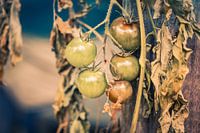 Unripe tomatoes on the plant