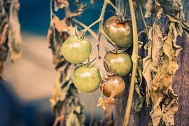 Unripe tomatoes on the plant by Idema Media