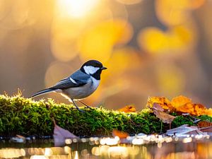 Die Bachstelze im Herbstzauber, Het kwikstaartje in de herfstfeer