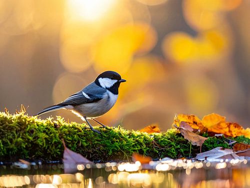 De kwikstaart in de magie van de herfst, Het kwikstaartje in de herfstsfeer