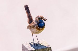 Blaukehlchen von Adriaan Westra