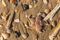 zeester met schelpjes