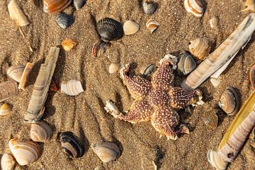 starfish with shells by Saskia S