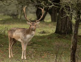 hertachtigen van anja voorn