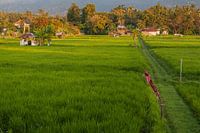 Lovina Bali
