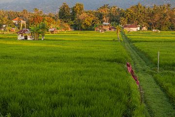 Rice fields near Lovina on Bali by Sander Groenendijk