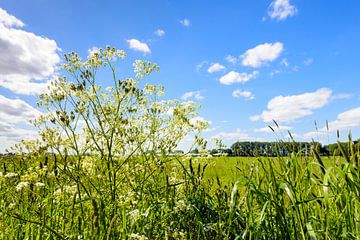 Fluitenkruid en bloeiende grassen in een berm van Ruud Morijn
