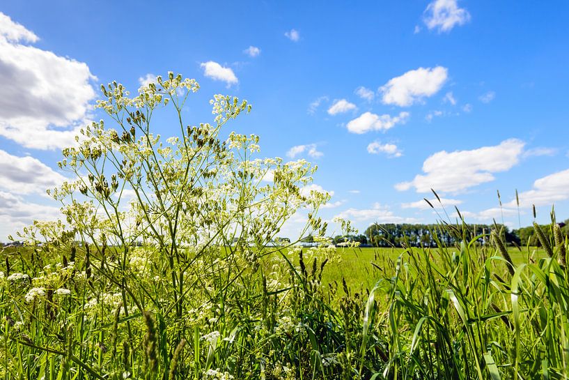 Fluitenkruid en bloeiende grassen in een berm van Ruud Morijn