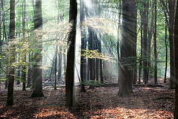Bomen in een bos met zonnestralen van Peter de Kievith Fotografie