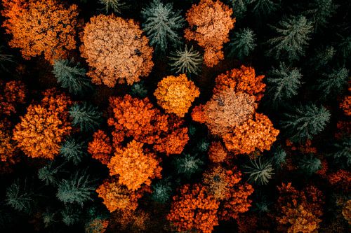 Herfstbos boven