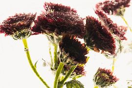 Small chrysanthemums in ice 1