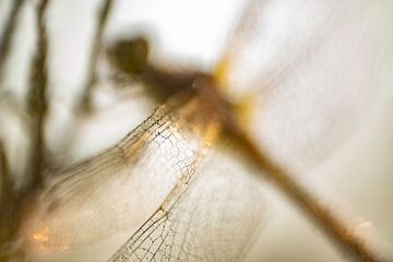 Libelle bei Sonnenaufgang | Naturfotografie von Nanda Bussers