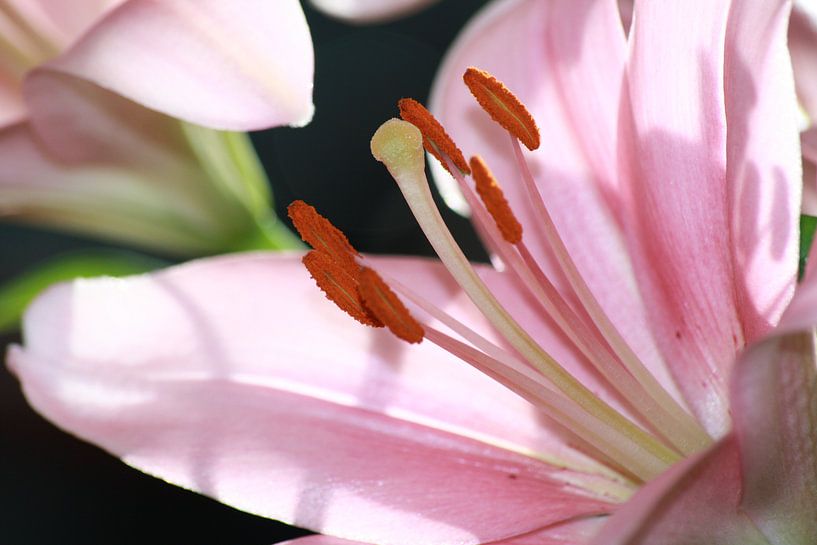 Blume von Ilona Versloot