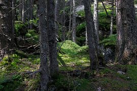 Forêt sur Thomas Jäger