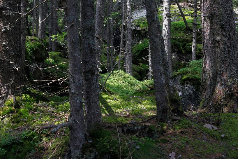 Forest by Thomas Jäger