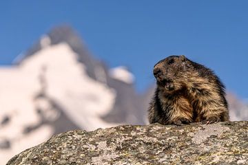 Alpine Marmot by Achim Thomae