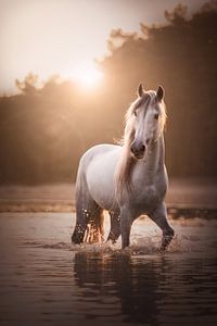 Etalon blanc magique | chevaux | coucher de soleil