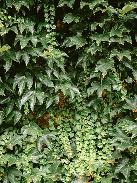 Pflanzenwand in Montmartre Paris | Botanische Fotografie Frankreich von Raisa Zwart Reisefotografiedrucke