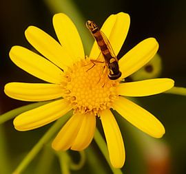 Une belle guêpe sur une fleur jaune sur Suzanna Lasalla