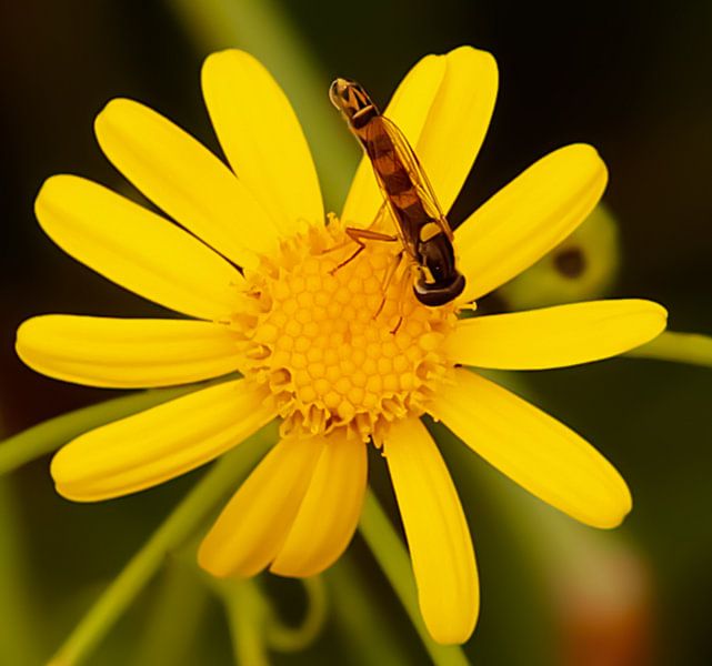 A beautiful wasp on a yellow flower by Suzanna Lasalla