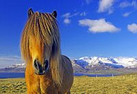 Real Icelanders wear mane