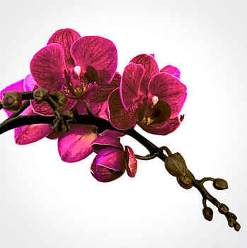 Exotic Elegance | The Pink Orchid