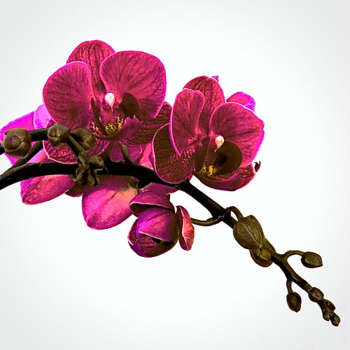 Exotic Elegance | The Pink Orchid