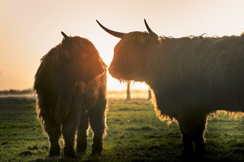 Hooglanders