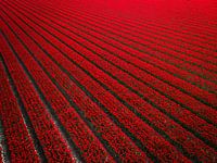 Rotes Tulpenfeld in den Niederlanden