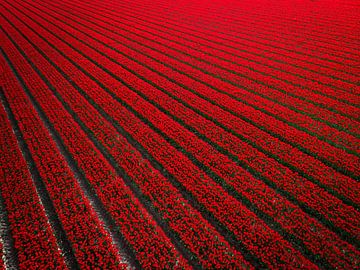 Rood tulpenveld in Nederland van Bas van der Gronde