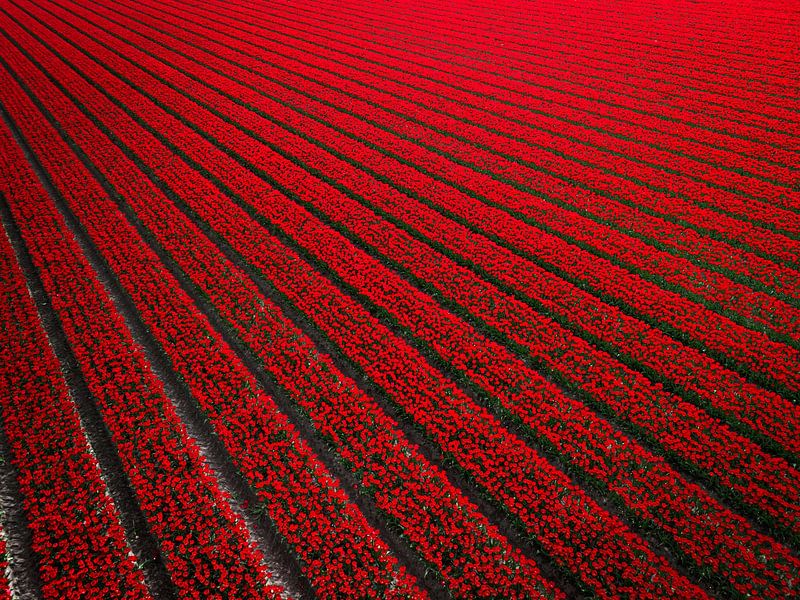Rotes Tulpenfeld in den Niederlanden von Bas van der Gronde
