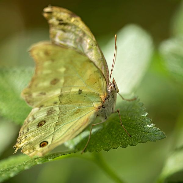forest mother of pearl van gea strucks
