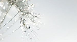 Löwenzahnflaum mit Kristalltropfen